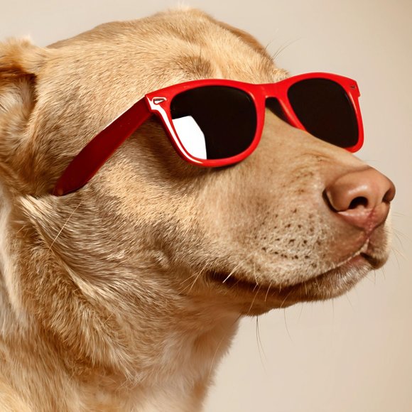 Meet your Posher, Munya - Picture 1 of 1